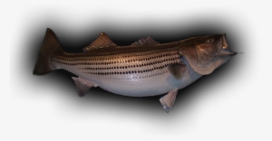 58 Lb Striped Bass Skin Mount - Striper Bass