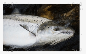 Salmon Fishing - Brown Trout