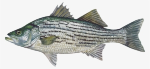 Species Info - Hybrid Striped Bass