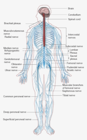 The Peripheral Nervous System - Fall Down Nine Times, Get Up Ten