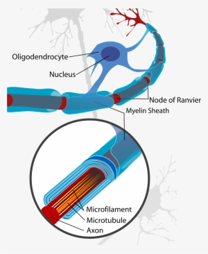 Wikimedia Foundation - Oligodendrocyte Myelination