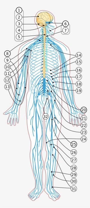 Open - Diagram Vagus Nerve