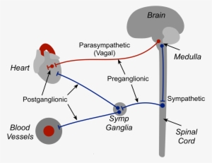 Autonomic Nerves - Parasympathetic Heart