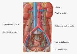 Ureter Parts Course Blood Supply And Applied Aspects - Abdominal Ureter And Pelvic Ureter