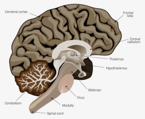 Illustration Of The Human Brain, With The Following - Neuroscience Of Mind Empowerment: Epigenetics, Neuroplasticity,