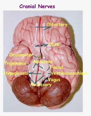 Colored Lobes - Labeled Brain Model Anatomy