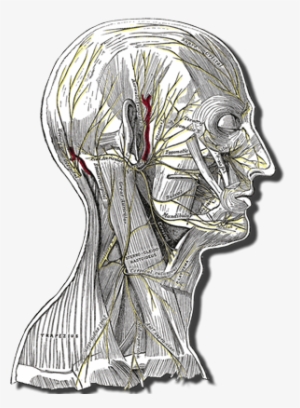 Head And Neck Anatomy Showing Superficial Nerves - Epilpesy And The Epileptic