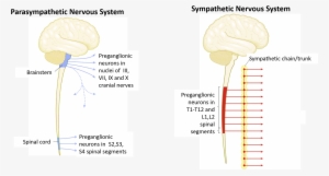 Sympathetic And Parasympathetic Outflow - Sympathetic Nervous System