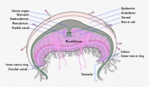 Jellyfish Cross Section