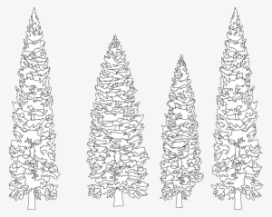 Pine Tree Clip Art Black And White - White Pine Tree Png