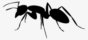 Carpenter Ant Insect Silhouette - Ant Silhouette Png