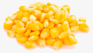 Maíz Para Ensilaje Y Grano - Sweetcorn Png