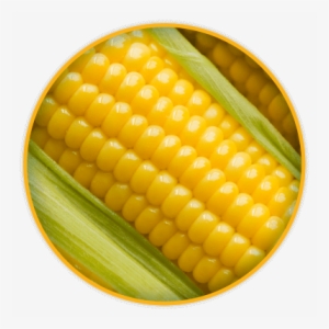 Maíz Amarillo - Maize