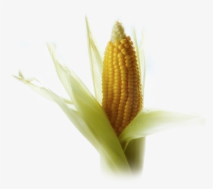 Maiz - Sweet Corn