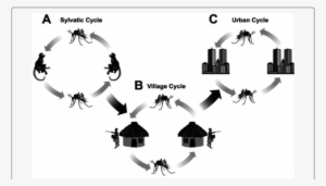 The Virus Is Transmitted Between Non-human Primates - Sylvatic Cycle