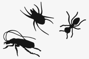 Pest Control Tequesta Florida By Reynolds Pest Management, - Soldier Beetle