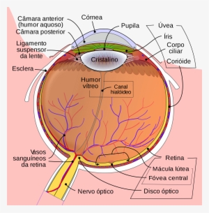 Open - Schematic Diagram Of Eye
