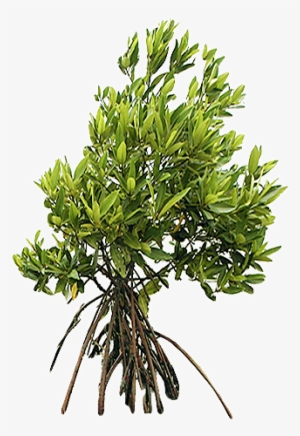 Up To The Top - Mangrove Transparente Background Png