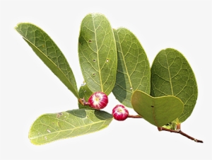 Mangrove Forests - Plant Species In Mangrove Forest