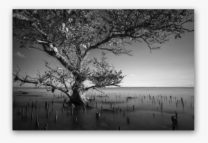 Mangrove Tree Of Kenawa Island - Birch