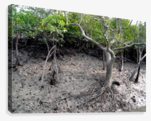 Mangrove Tree Canvas Print - Mangrove