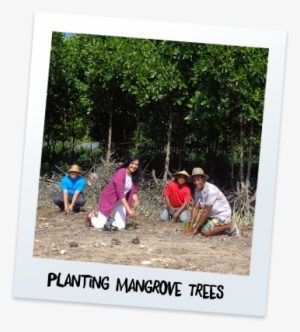 It's As Good A Way As Any To Look After A Coastline - Tree