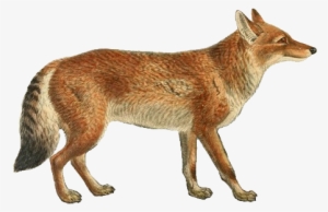 Dogs, Jackals, Wolves, And Foxes - Modelismo Pintar Caballos