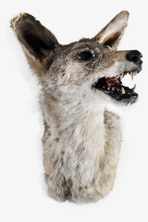 African Jackal Head Mount