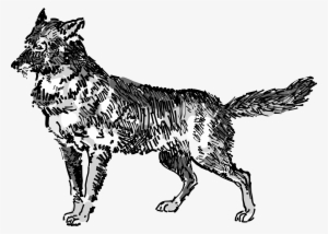 Jackal Png