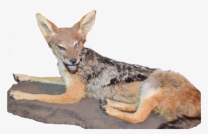 Jackal Full Mount Jfm - Art