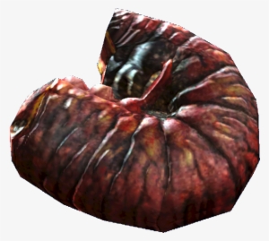 Fried Fog Crawler - Macro Photography