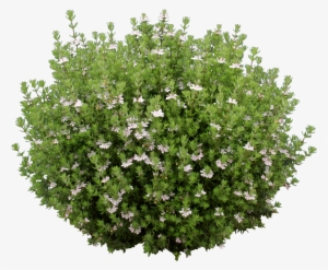 Ozbreed Aussie Box® - Ground Cover Png
