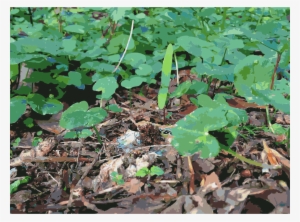 Leaf Soil Lawn Herb Groundcover - Soil