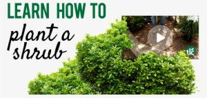 How To Plant A Shrub - Heartthrob; Paperback; Author - Suzanne Brockmann