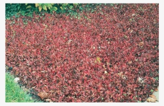 Purple Wintercreeper - Fortune's Spindle