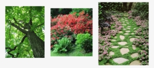 Cranbourne West Ps Photo - Ground Cover Plants