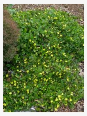 Goodenia Ovata Gold Cover - Goodenia Gold Cover