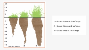 It Is Also Not Going To Produce Any Ground Cover - Animal