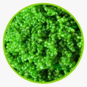 Get Our Weekly Highlights Directly In Your Inbox - Kahi Nam