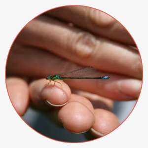 Dragonfly On Hand - Dragonflies And Damseflies