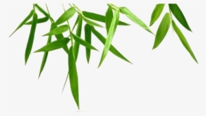 Bamboo Leaf Transparent Background - Transparent Background Bamboo Clipart