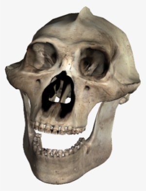 Skull-043 - Skull