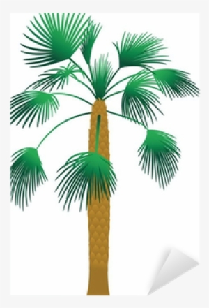 Palm Trees