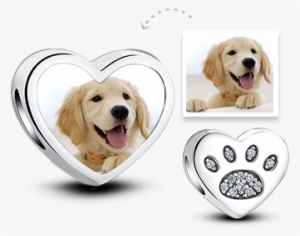 Golden Retriever Puppy