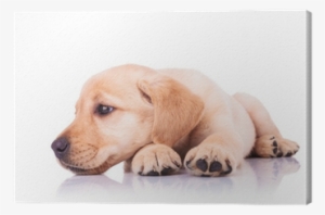 Sad Little Labrador Retriever Puppy Dog With Head On - Puppy Head In Paws