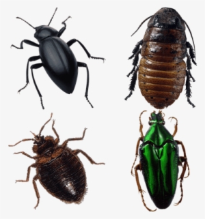 Bugs - Collins Gem 9780007146246 By Michael Chinery &