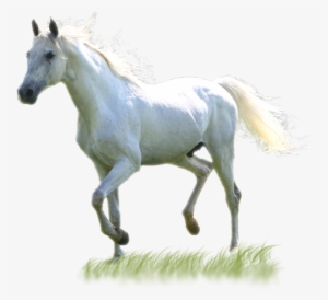 White Horse Png Images - Белый Конь Пнг