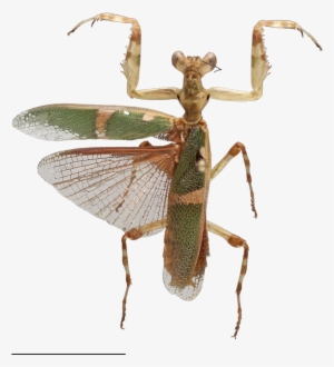 Image Captions & Credits - Theopropus Elegans Png