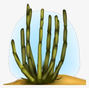 Organ Pipe Cactus