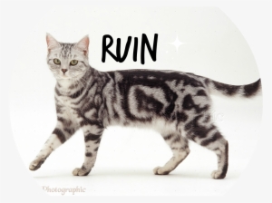 19145 Silver Tabby Cat White Background - Silver White Tabby Cats